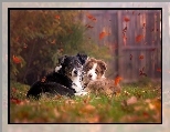 Owczarek australijski-australian shepherd